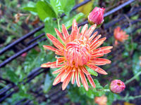 DSCF0028