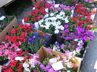 DSCF0104.JPG