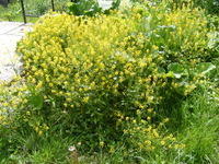 Floricele