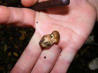 Gheaba mica - Armillaria melea
 Gheaba mica - Armillaria melea