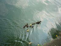 Ducks