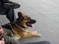 Ciobanesc German